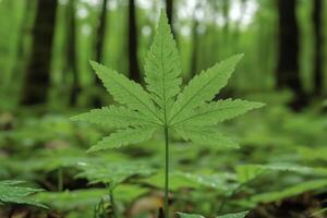 A marijuana leaf in the forest photo