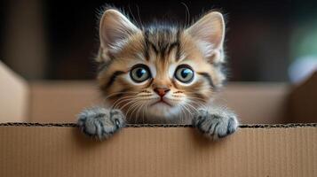 A kitten is peeking out of a cardboard box photo