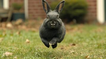 A black rabbit running through the grass photo