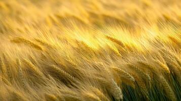 A close up of a field of wheat photo