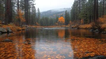 A river surrounded by trees and leaves in the fall photo