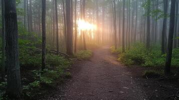 A path through a forest with trees and fog photo