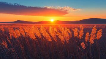 A field of tall grass at sunset photo