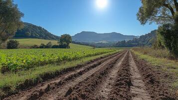 A tractor plowing a field with a blue sky photo