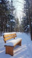 A bench sits in the snow in the woods photo