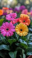 Colorful gerbera daisies in a pot photo
