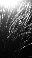 Photograph dew by james mccormick on 500px photo