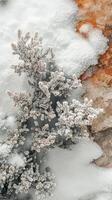 A snow covered tree is shown in the foreground photo