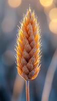 A close up of a plant with frost on it photo