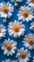 Daisies on blue background photo
