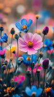 Cosmos flowers in a field with a blurred background photo