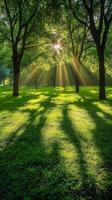 Sunlight shining through trees in a green park photo