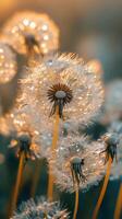 Dandelions with water droplets on them at sunset photo