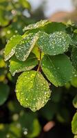 A close up of green leaves with water droplets photo