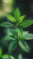A close up of a plant with green leaves photo