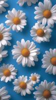 Daisies on a blue background photo