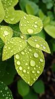 A green leaf with water droplets on it photo