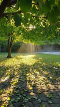 Sunbeams shining through the leaves of a tree photo