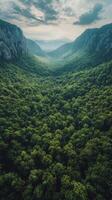 A view of a green forest with mountains in the background photo