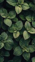 A close up of green leaves with water droplets photo