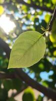 A leaf is shown in the sun photo