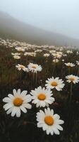 Daisies in the fog photo