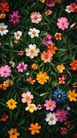 A field of colorful flowers is shown in this photo