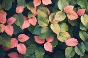 A close up of green leaves with pink and yellow leaves photo