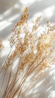 A bunch of dried grass on a white surface photo