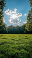 A field with a bench and a tree photo