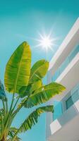 A palm tree in front of a white building photo
