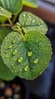 A close up of a plant with water droplets on it photo