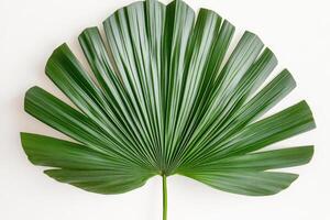 A large green leaf on a white background photo