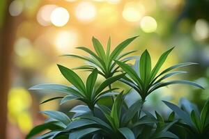 A plant with green leaves in front of a bright sun photo