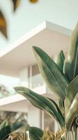 A house with a green plant in front of it photo