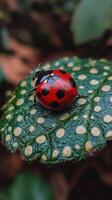 A ladybug sitting on a leaf with spots photo
