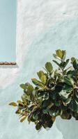 A plant in a pot on a wall photo
