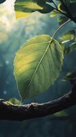 A green leaf is shown on a branch photo