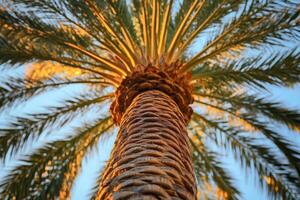 A palm tree with a bright sun shining through it photo