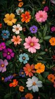 A bunch of colorful flowers are shown in a field photo