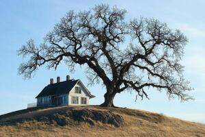 Historic house beside a large tree on a hill under a clear blue sky photo