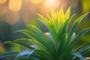 A plant with sunlight shining through it photo