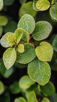 A close up of a plant with water droplets on it photo