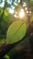 A green leaf is sitting on a branch in the sun photo