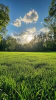 A grassy field with trees and sun shining photo