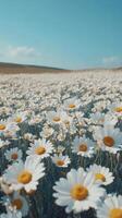 Daisies on a field photo