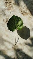 A leaf is on a wall photo