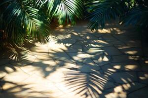 A palm tree casts shadows on the ground photo