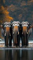 Three elephants standing next to each other photo