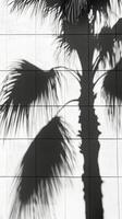Palm tree shadow on tiled wall photo